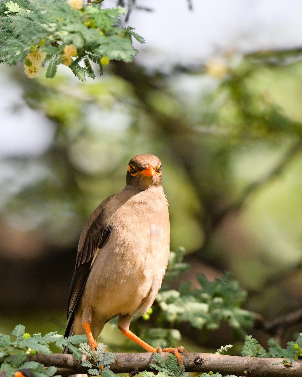 Bank Myna - ML646493827