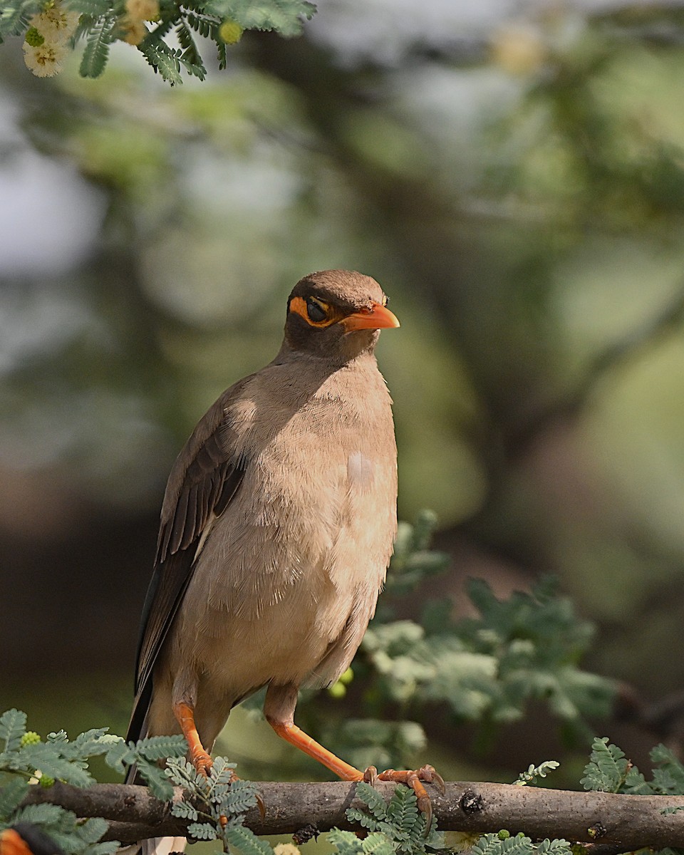 Bank Myna - ML646493828