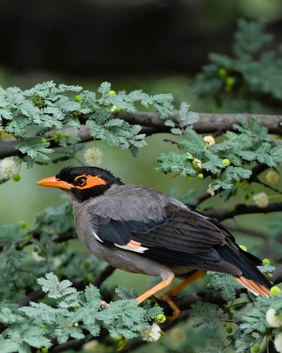 Bank Myna - ML646493829