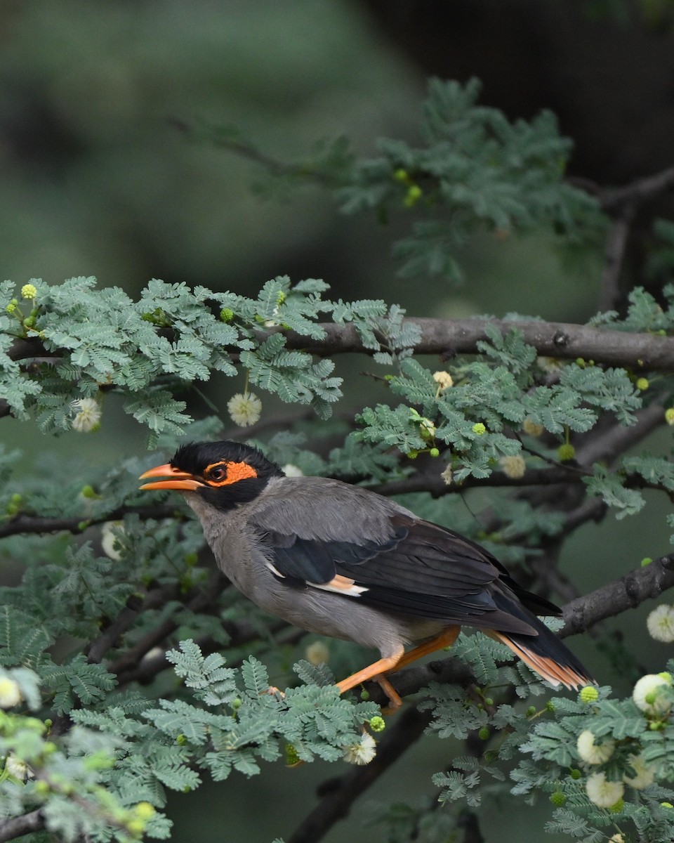 Bank Myna - ML646493830