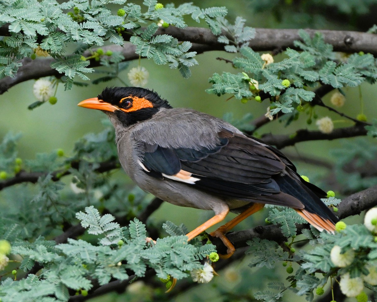 Bank Myna - ML646493831