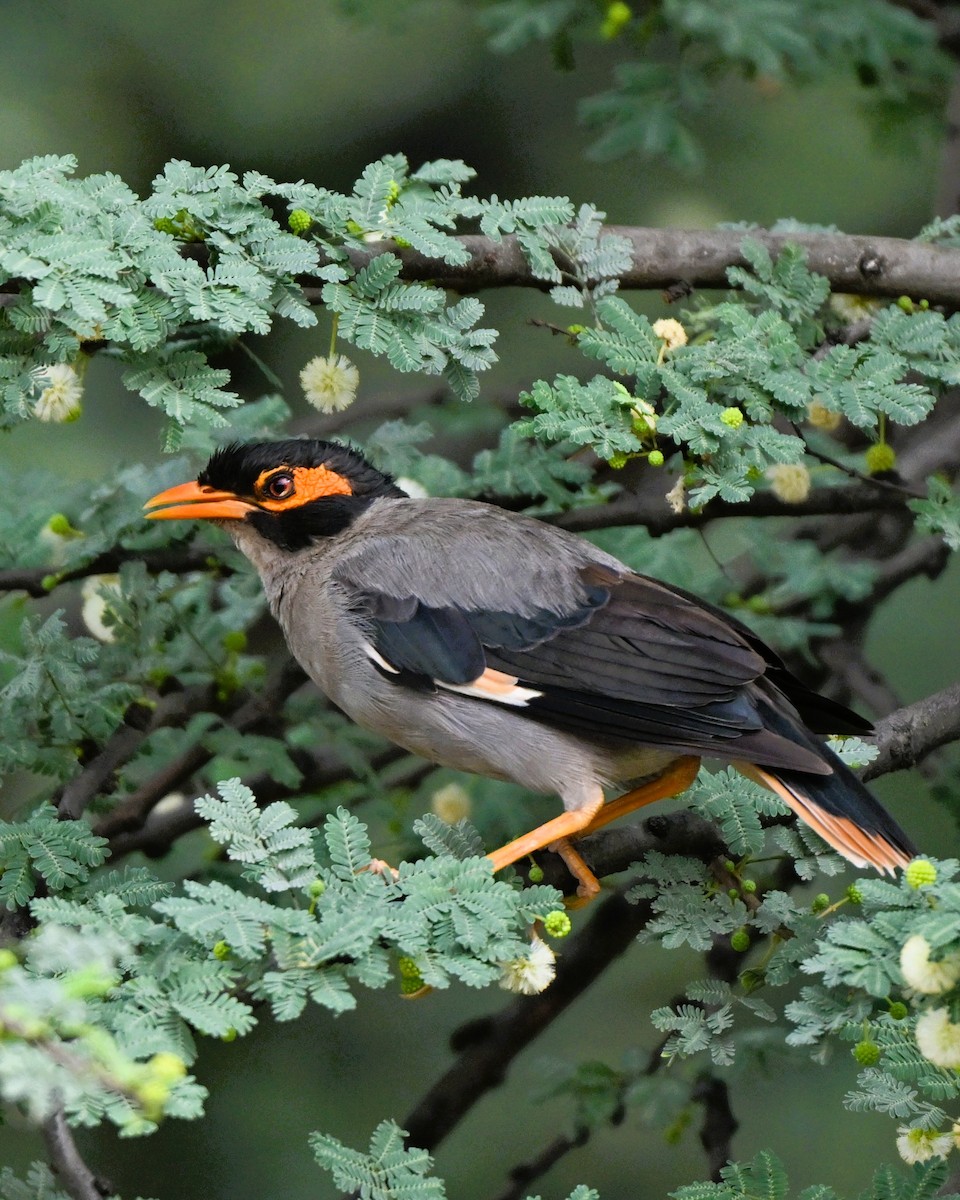 Bank Myna - ML646493832