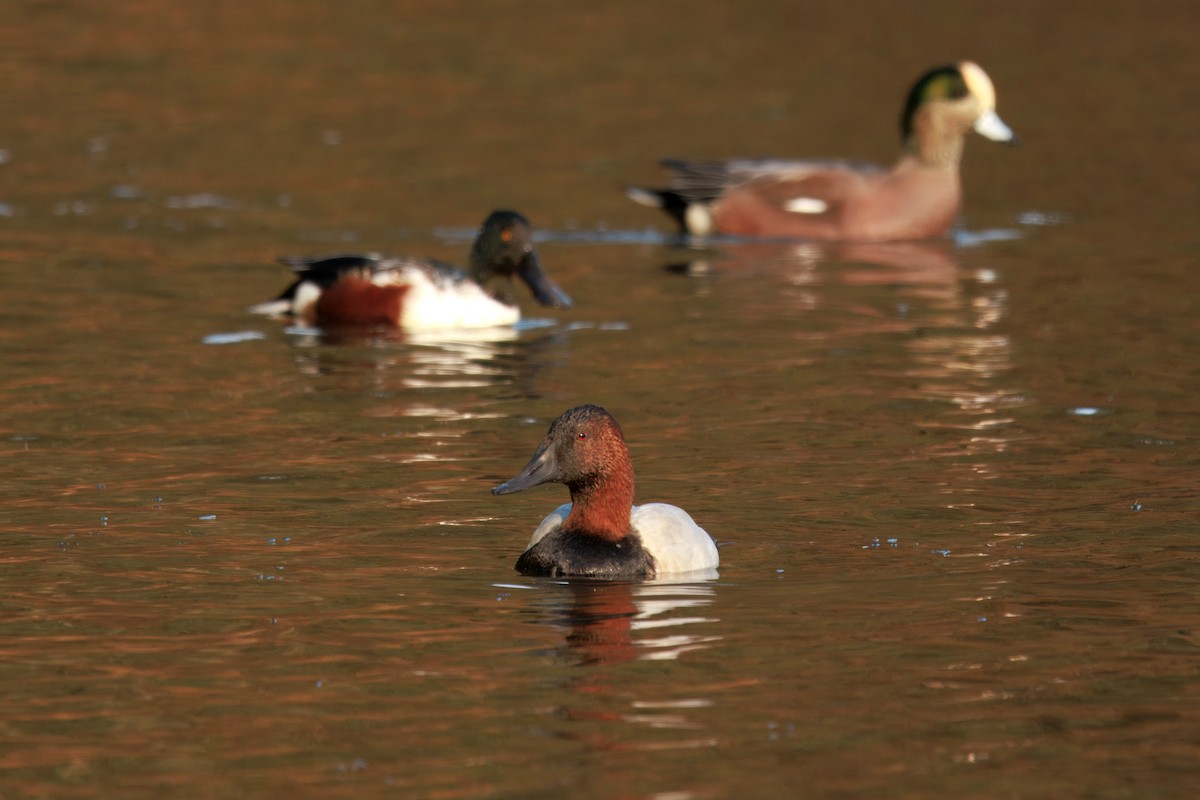 Canvasback - ML646493835