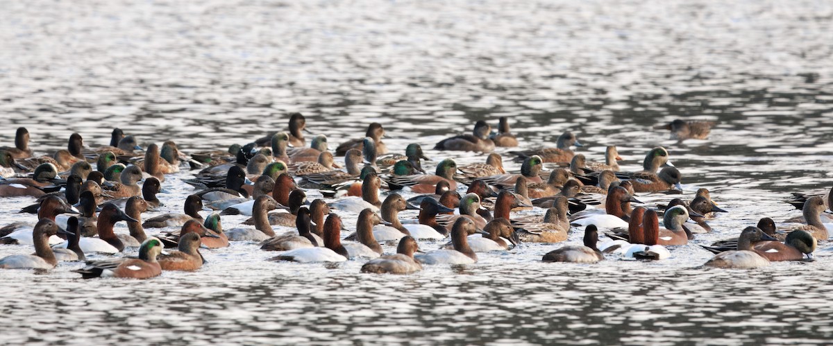 Canvasback - ML646493837