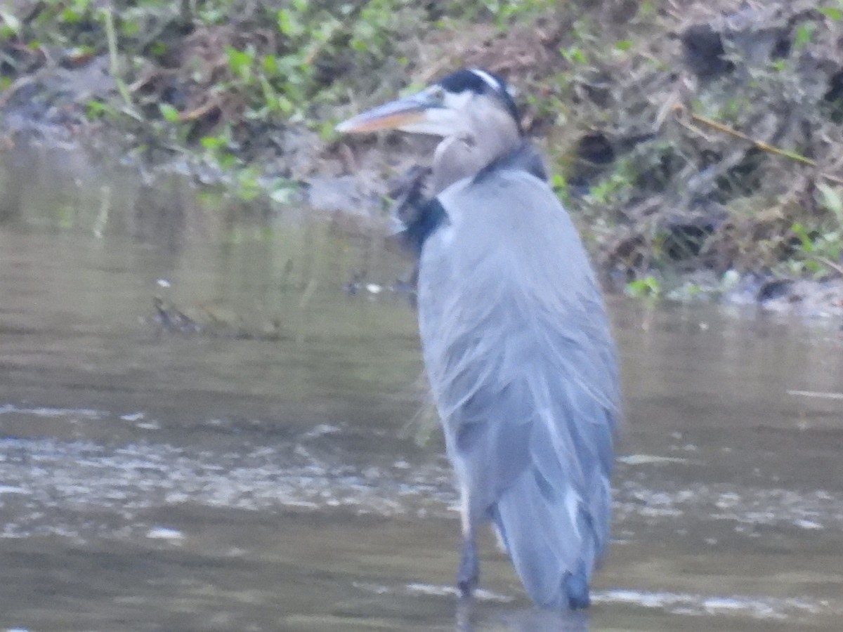 Great Blue Heron - ML646493842