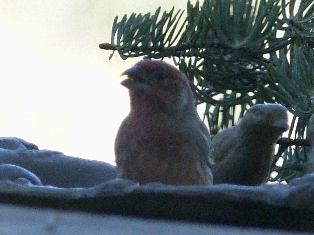 House Finch - ML646493843