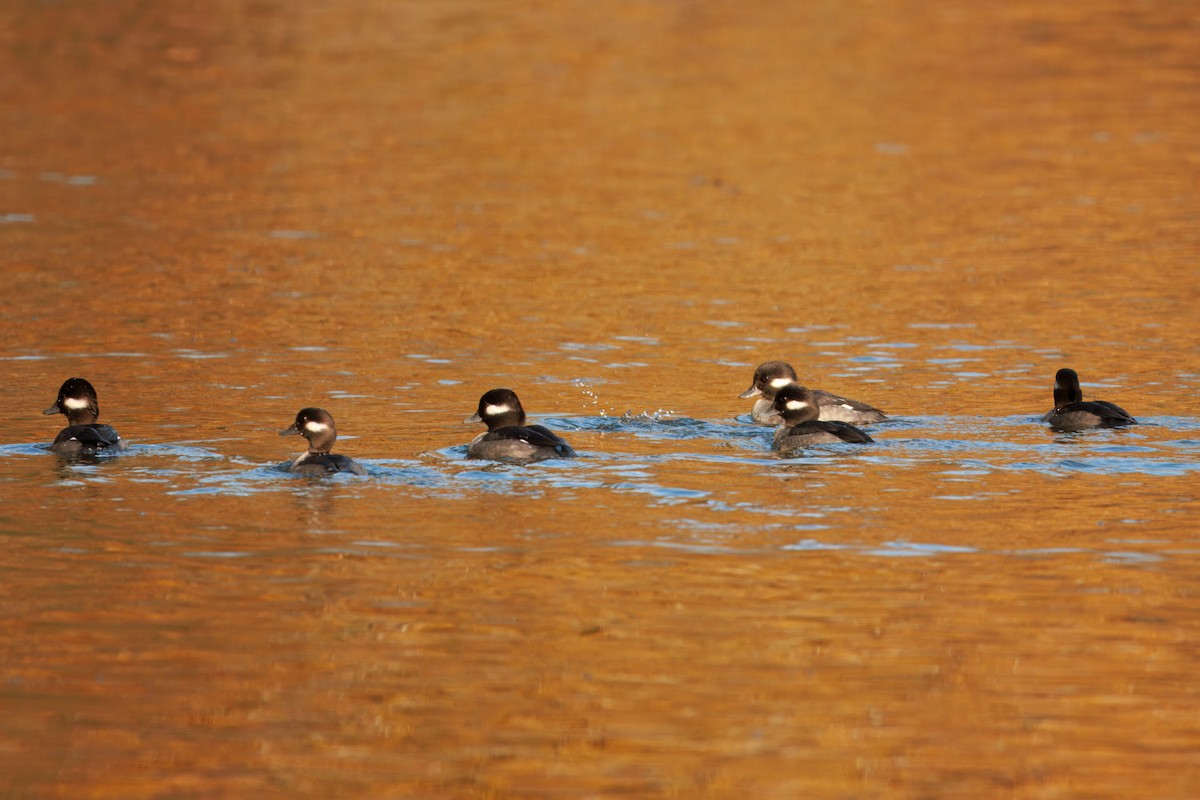 Bufflehead - ML646493847