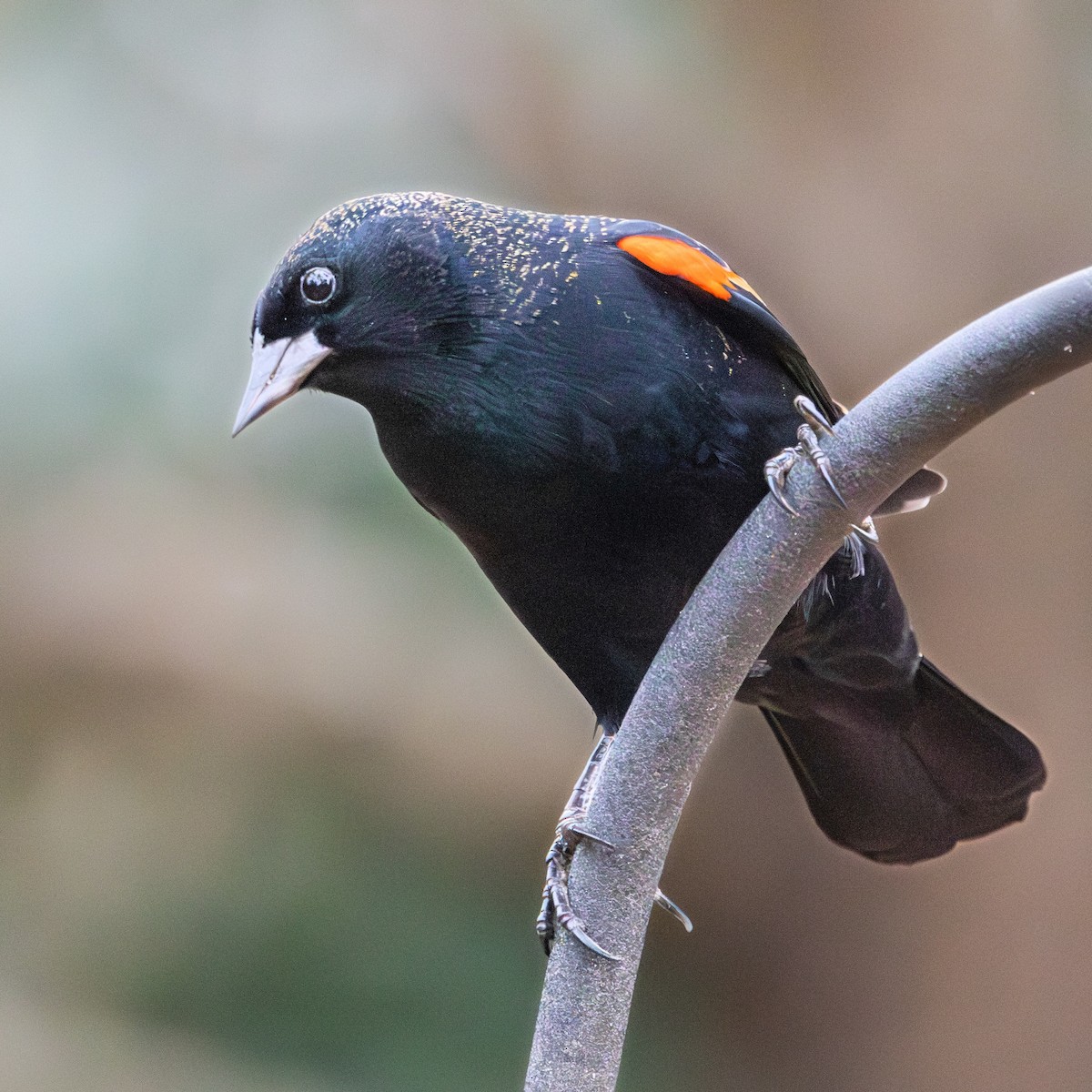 vlhovec červenokřídlý - ML646493849