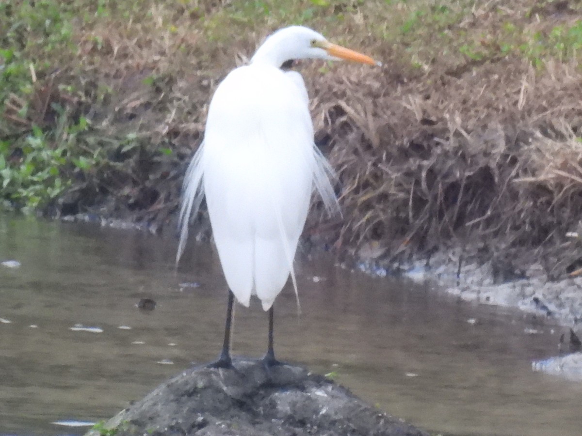 Great Egret - ML646493850