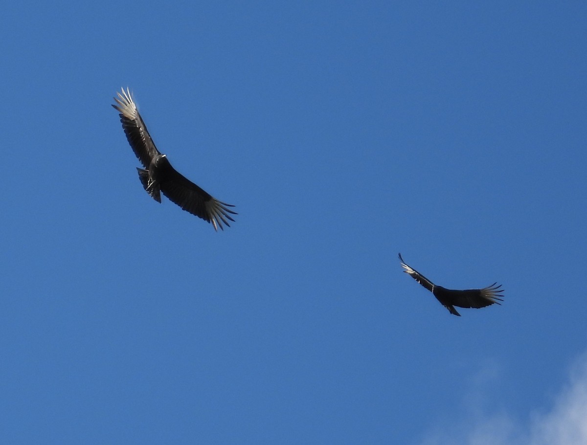 Urubu noir - ML646493851