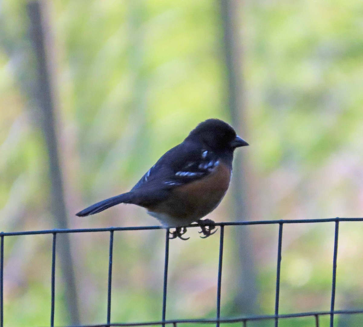 Spotted Towhee - ML646493852