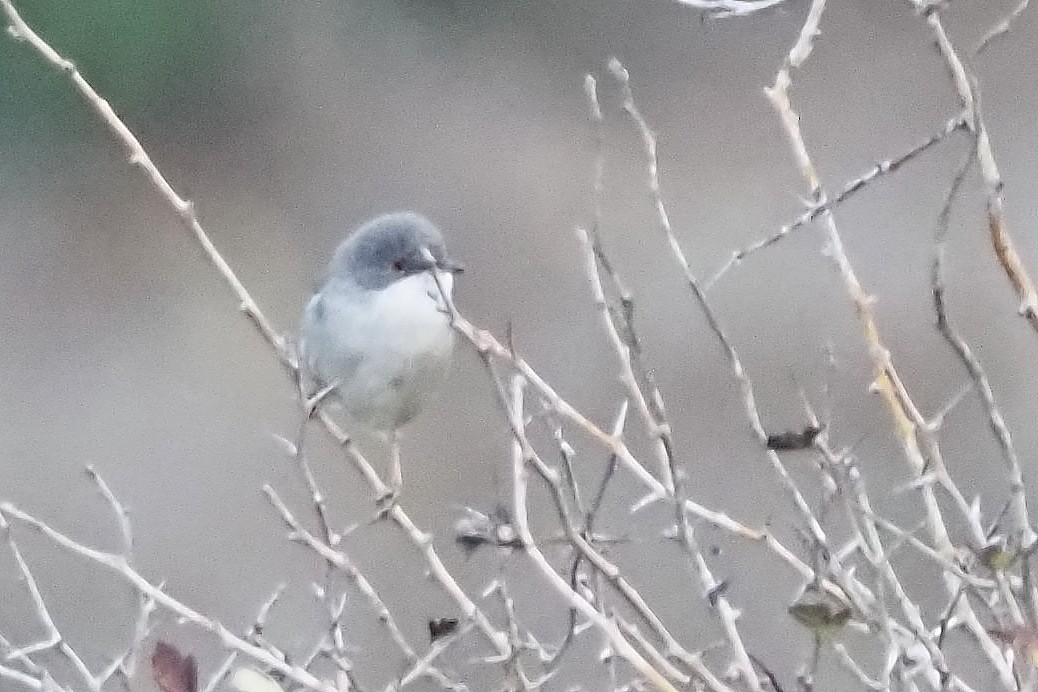 Spectacled Warbler - ML646493853