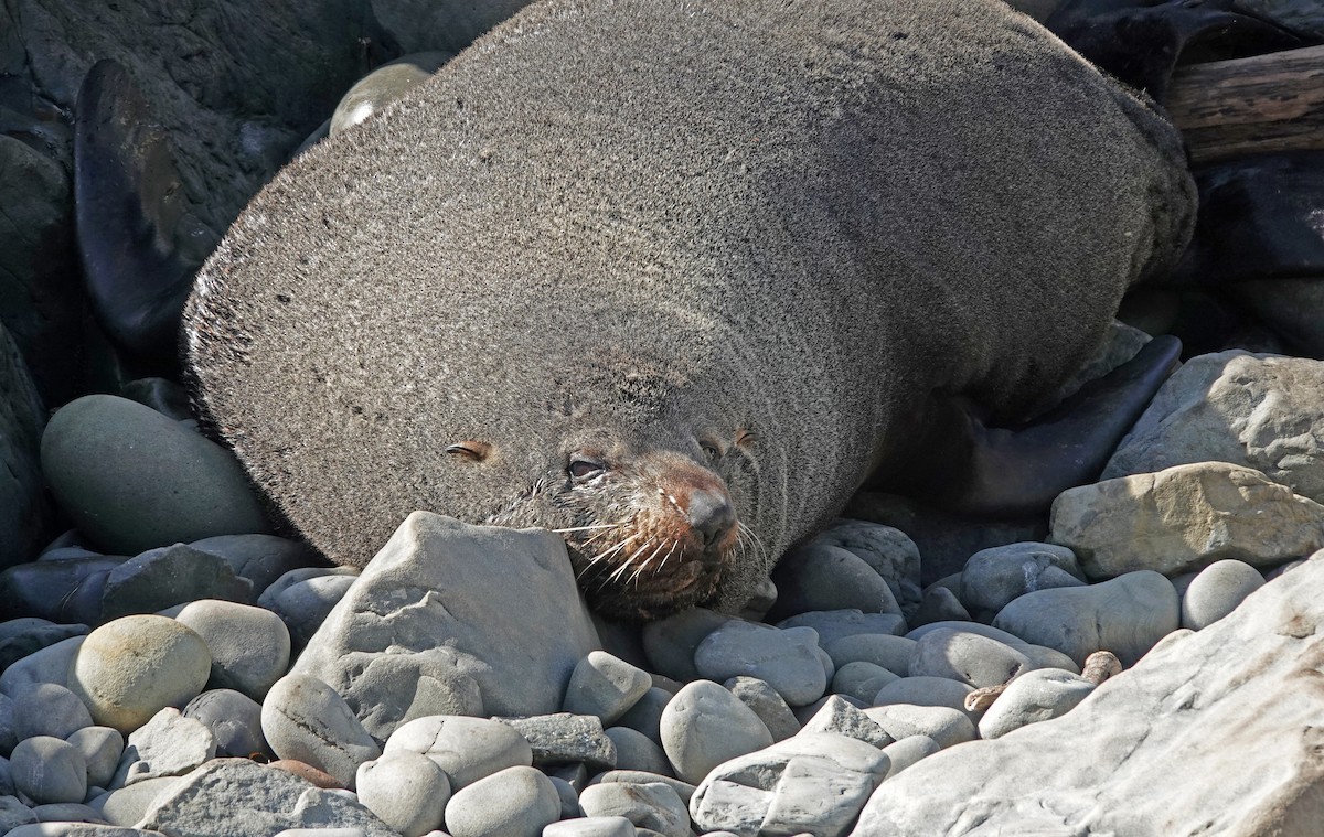 ニュージーランドオットセイ - ML646493854