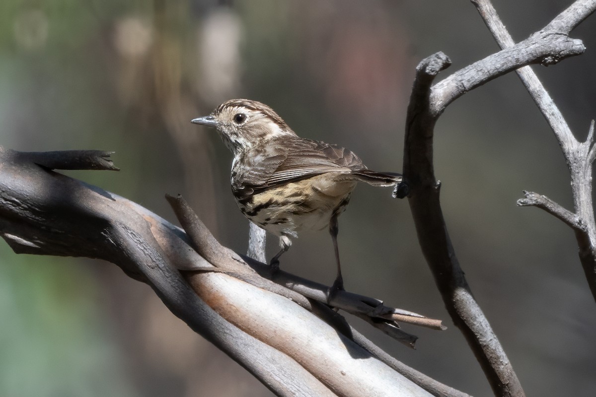 Speckled Warbler - ML646493857