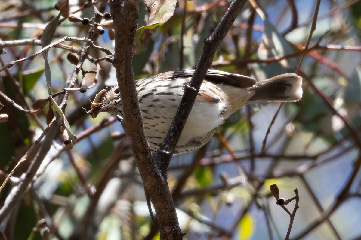 Speckled Warbler - ML646493859