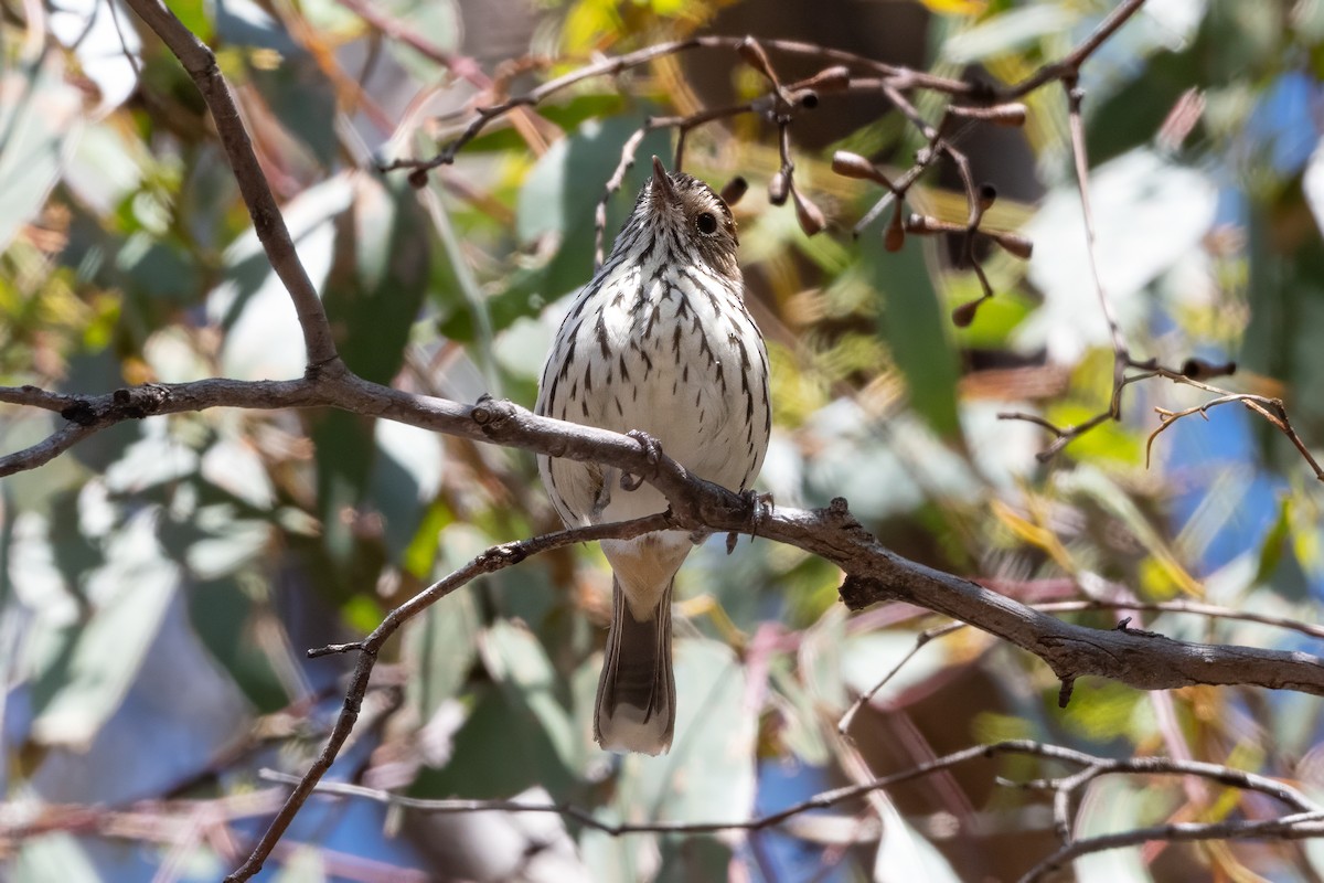 Speckled Warbler - ML646493860