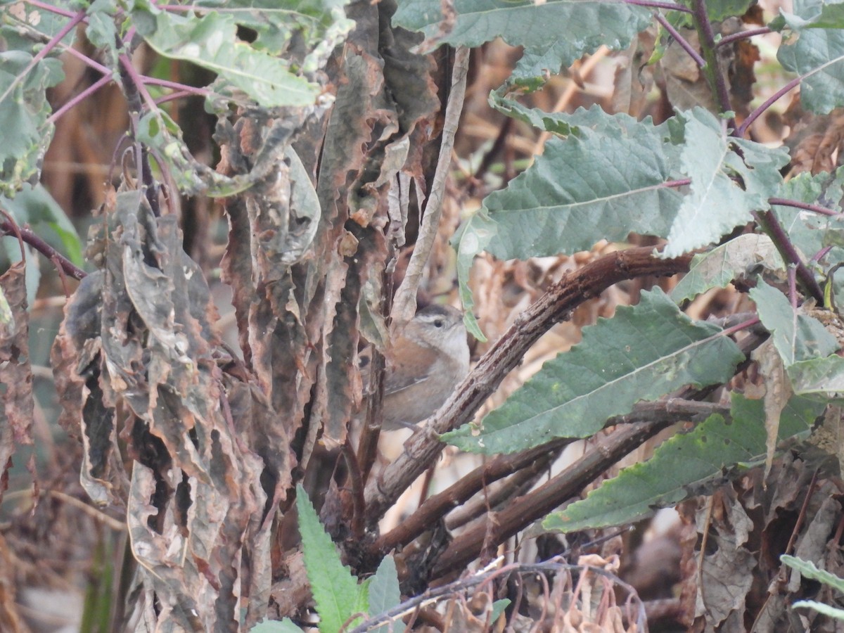 Marsh Wren - ML646493861