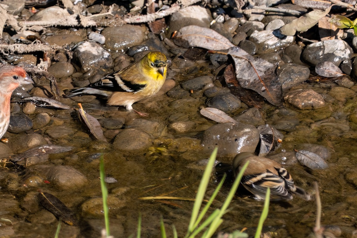 American Goldfinch - ML646493865