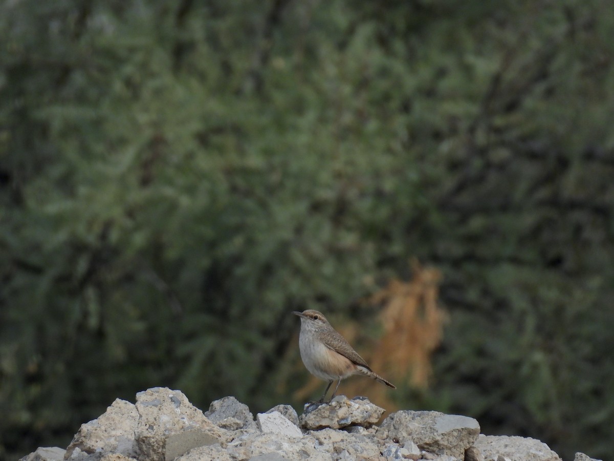 Rock Wren - ML646493869
