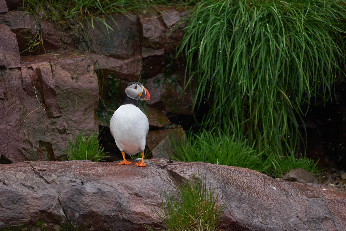 papuchalk severní - ML646493870