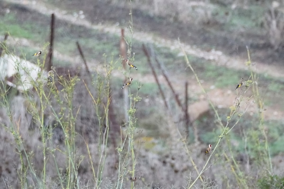 European Goldfinch - ML646493873