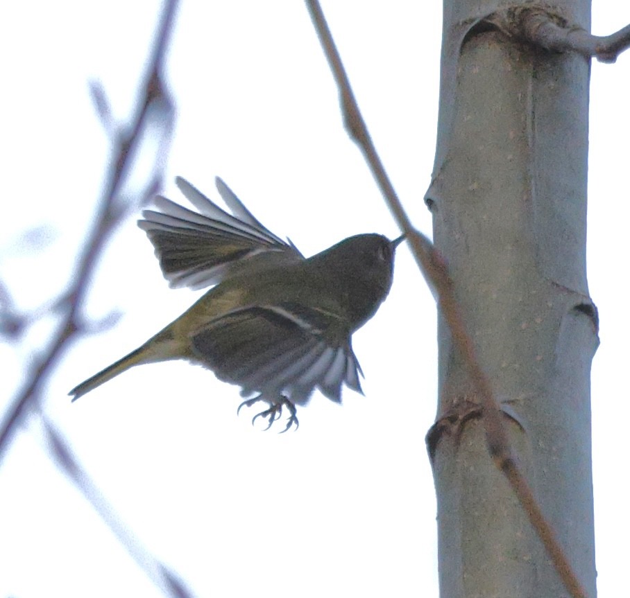 Ruby-crowned Kinglet - ML646493874