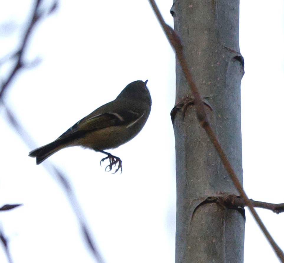 Ruby-crowned Kinglet - ML646493875