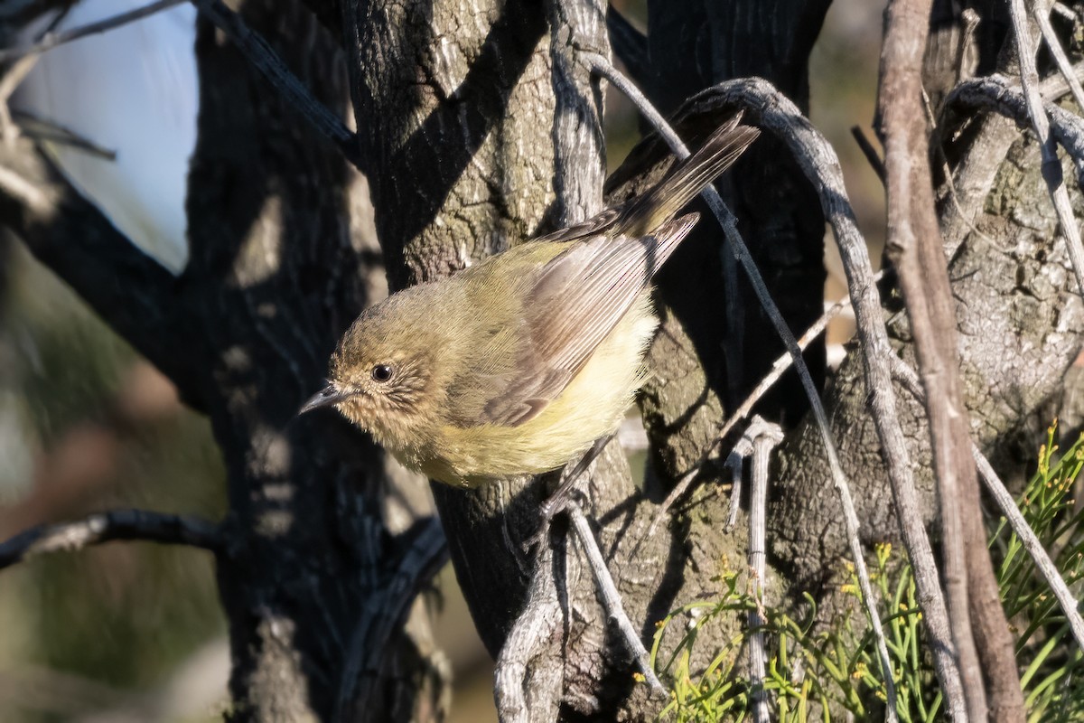Yellow Thornbill - ML646493876
