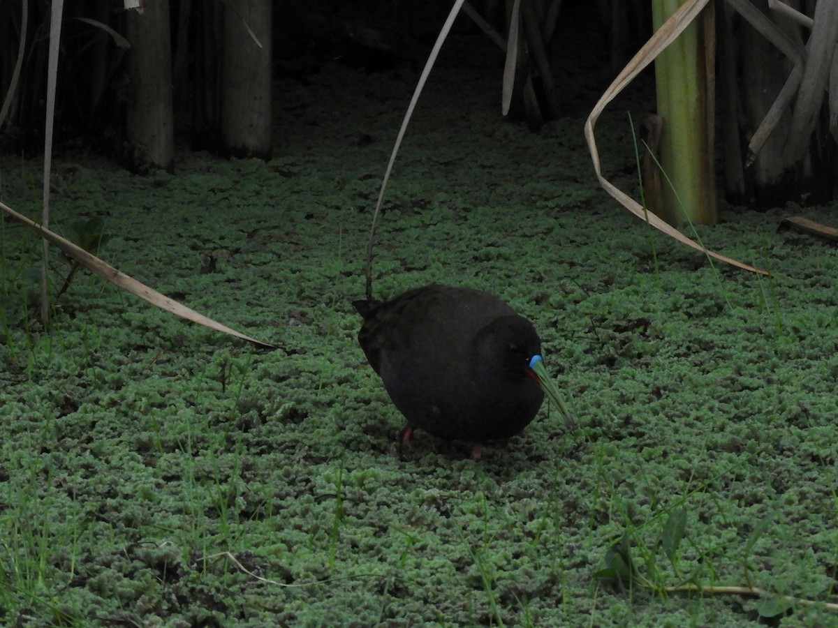 Kurşuni Sukılavuzu - ML646493877