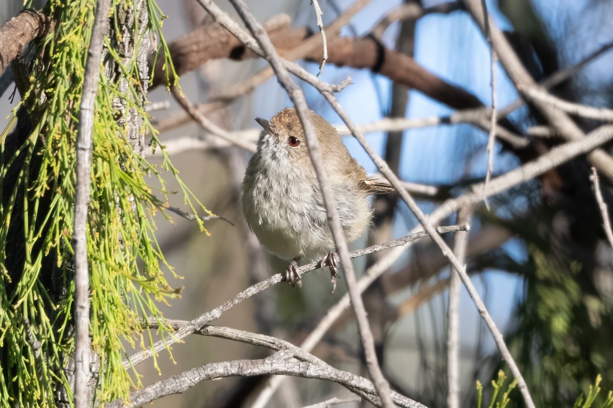 Brown Thornbill - ML646493882