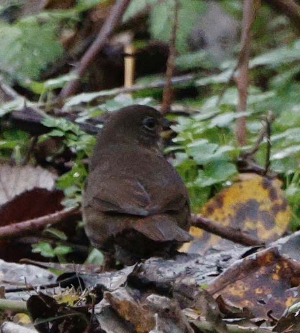 Fox Sparrow - ML646493883