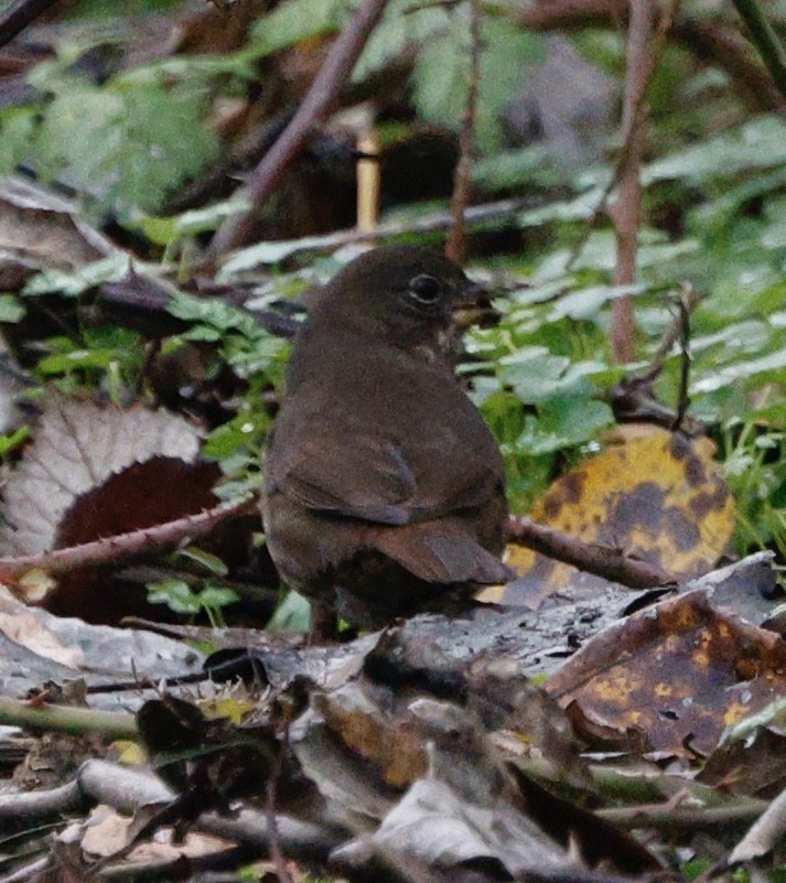 Fox Sparrow - ML646493884