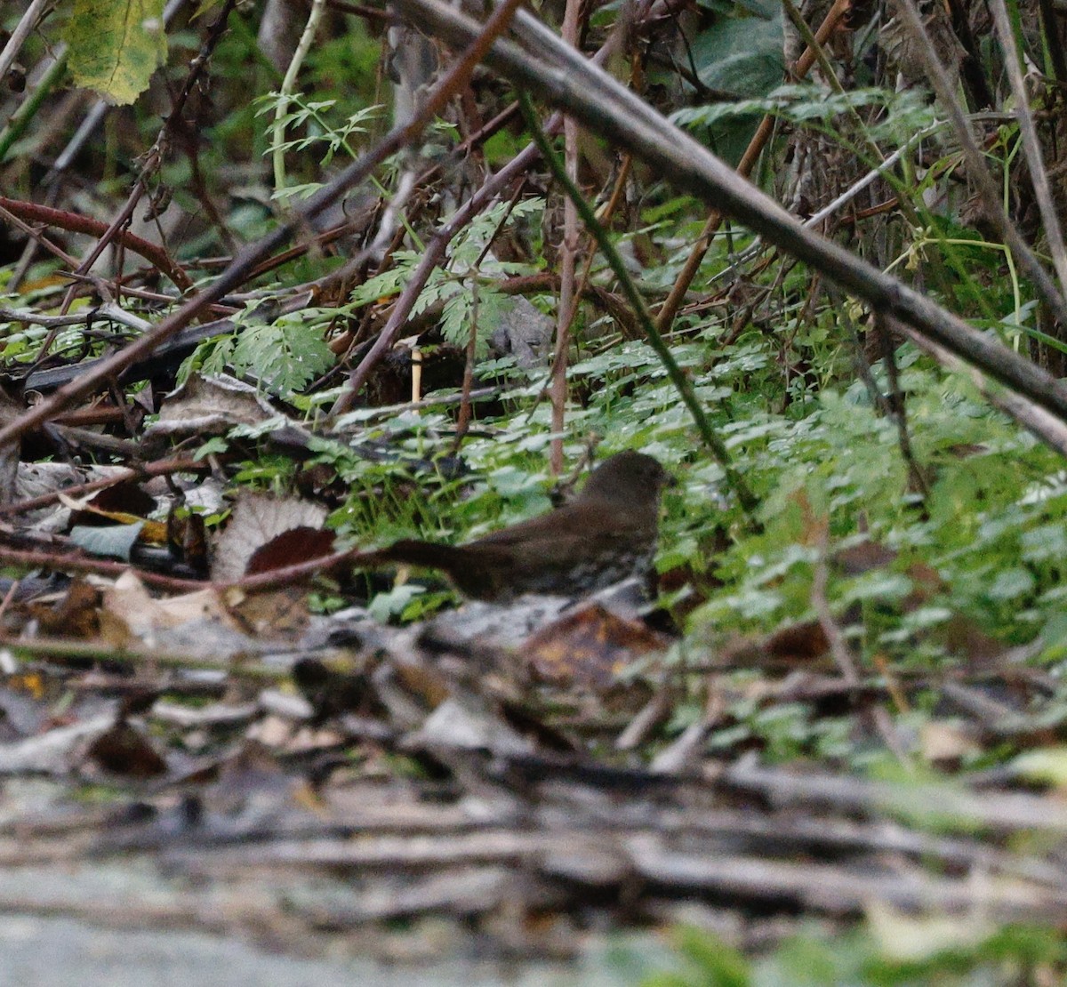 Fox Sparrow - ML646493885