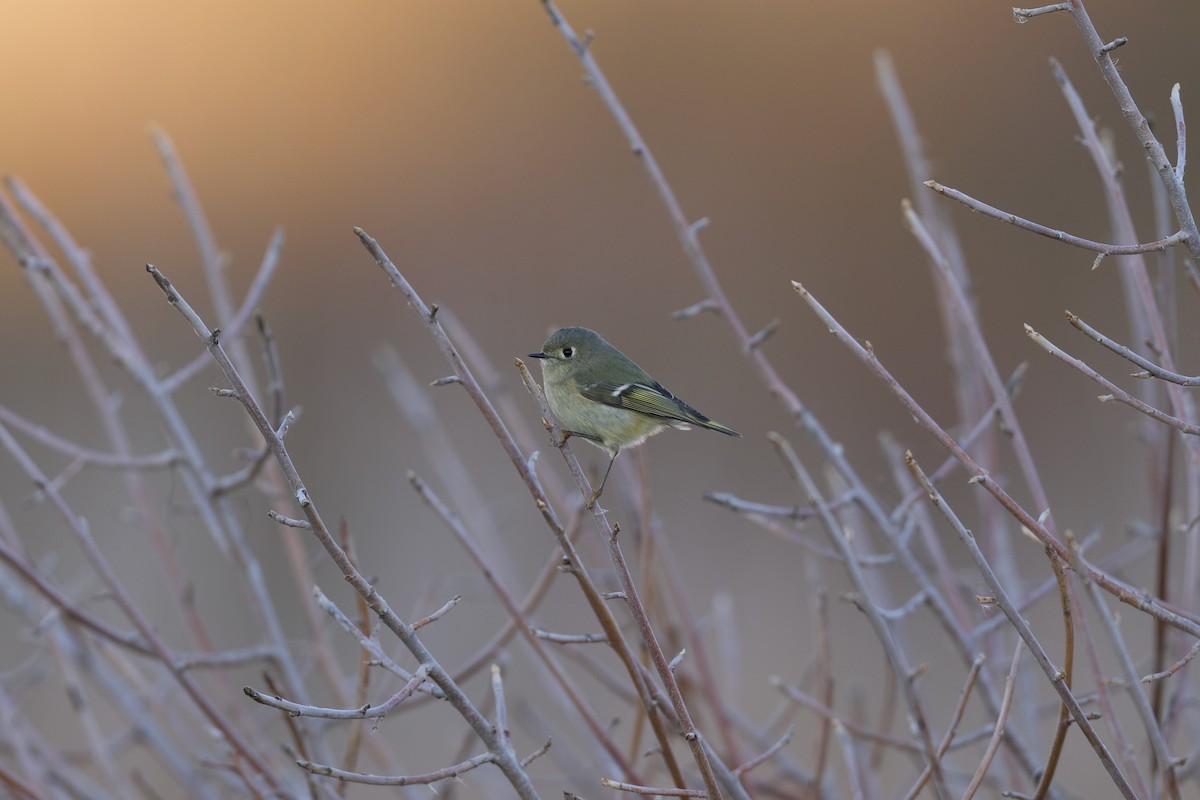 Ruby-crowned Kinglet - ML646493887