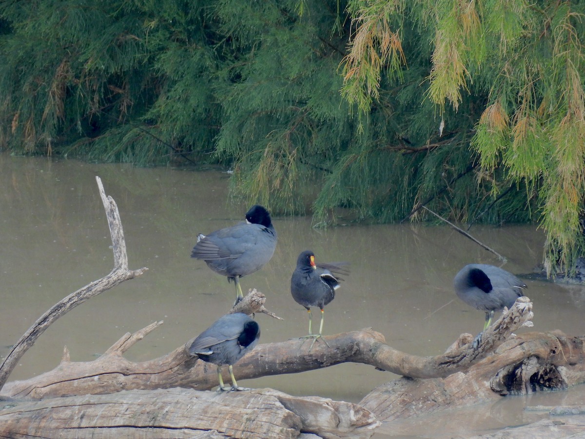 Американская камышница - ML646493889