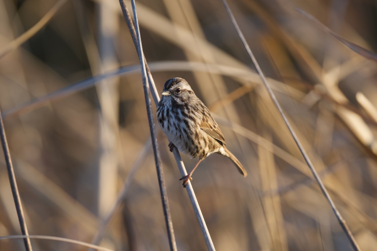 Song Sparrow - ML646493892