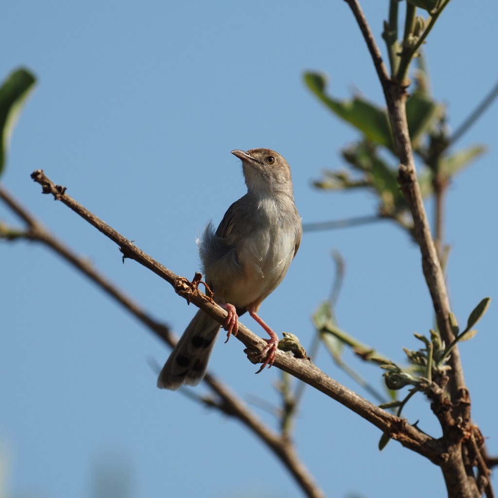 Rotscheitel-Zistensänger - ML646493893