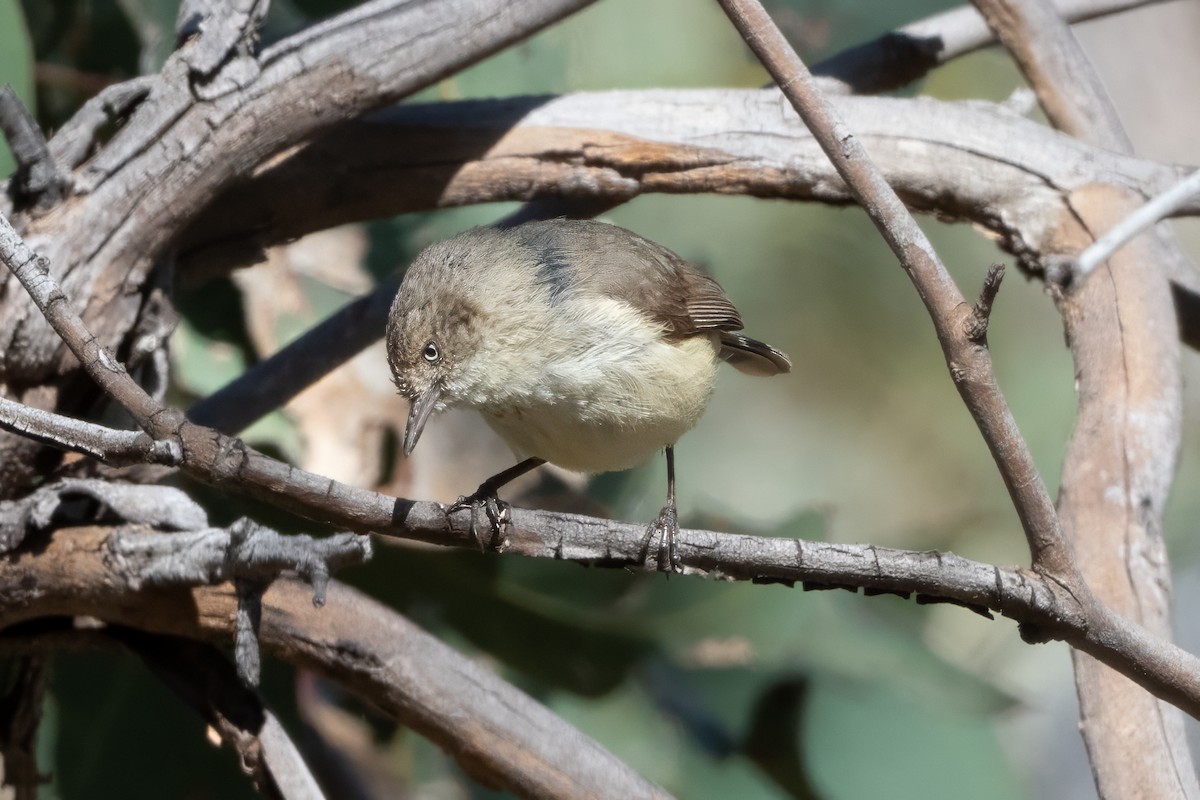 Buff-rumped Thornbill - ML646493894