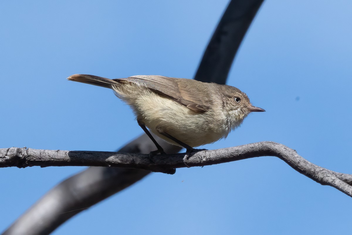 Buff-rumped Thornbill - ML646493895
