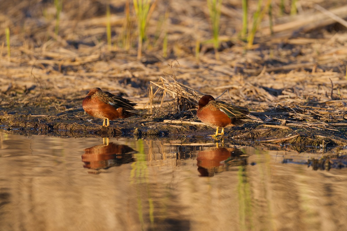 Cinnamon Teal - ML646493896