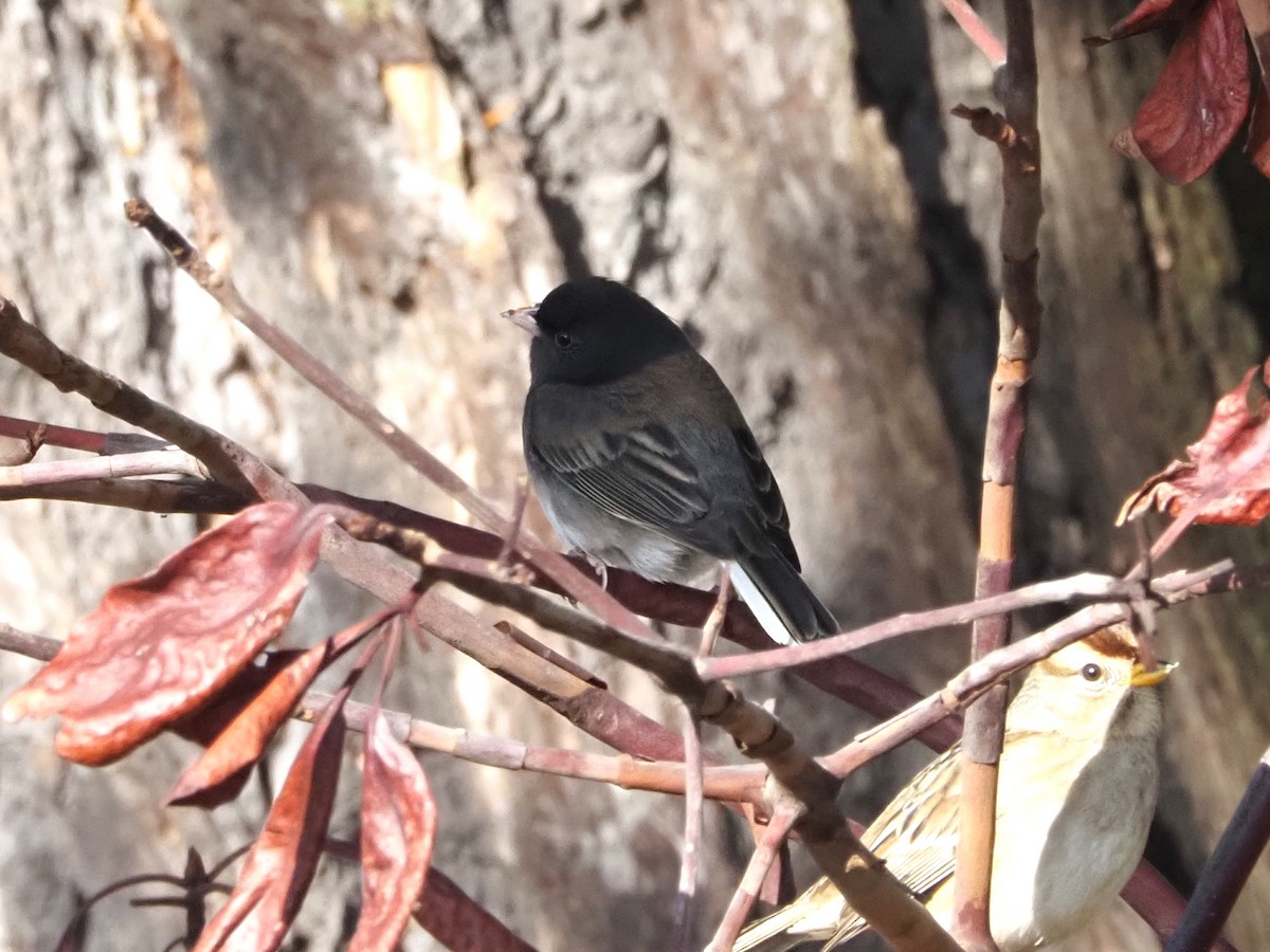 Dark-eyed Junco (cismontanus) - ML646493903