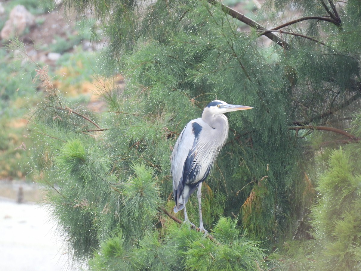 Great Blue Heron - ML646493904
