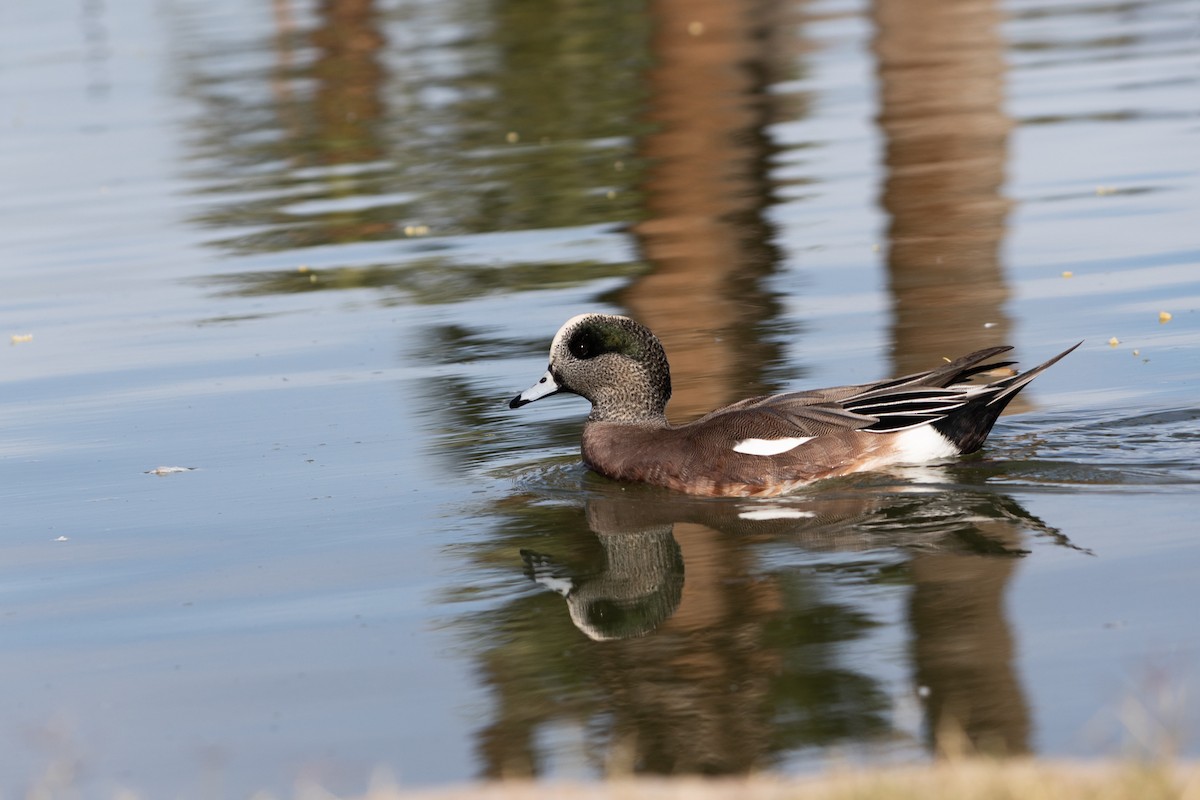 Fischione americano - ML646493905