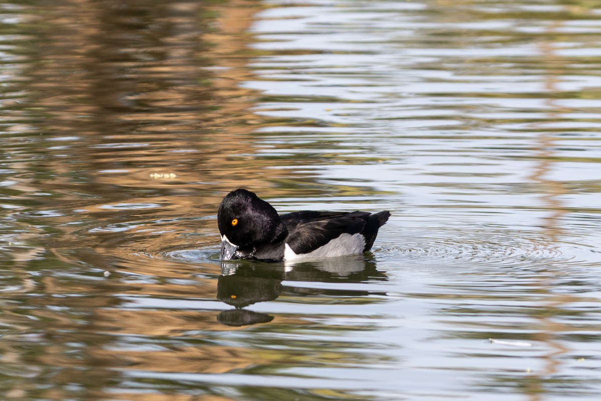 Moretta dal collare - ML646493908