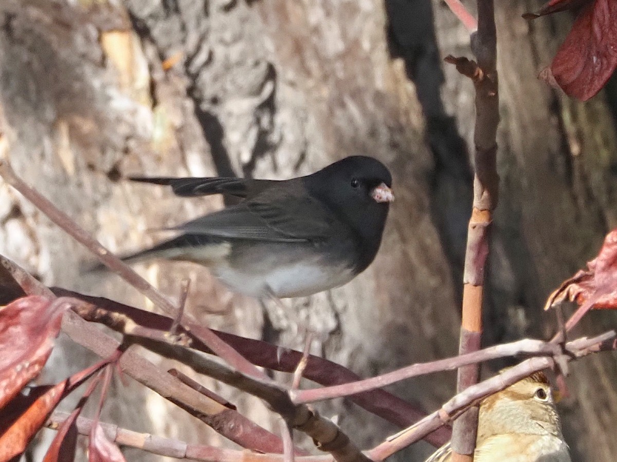 Dark-eyed Junco (cismontanus) - ML646493911