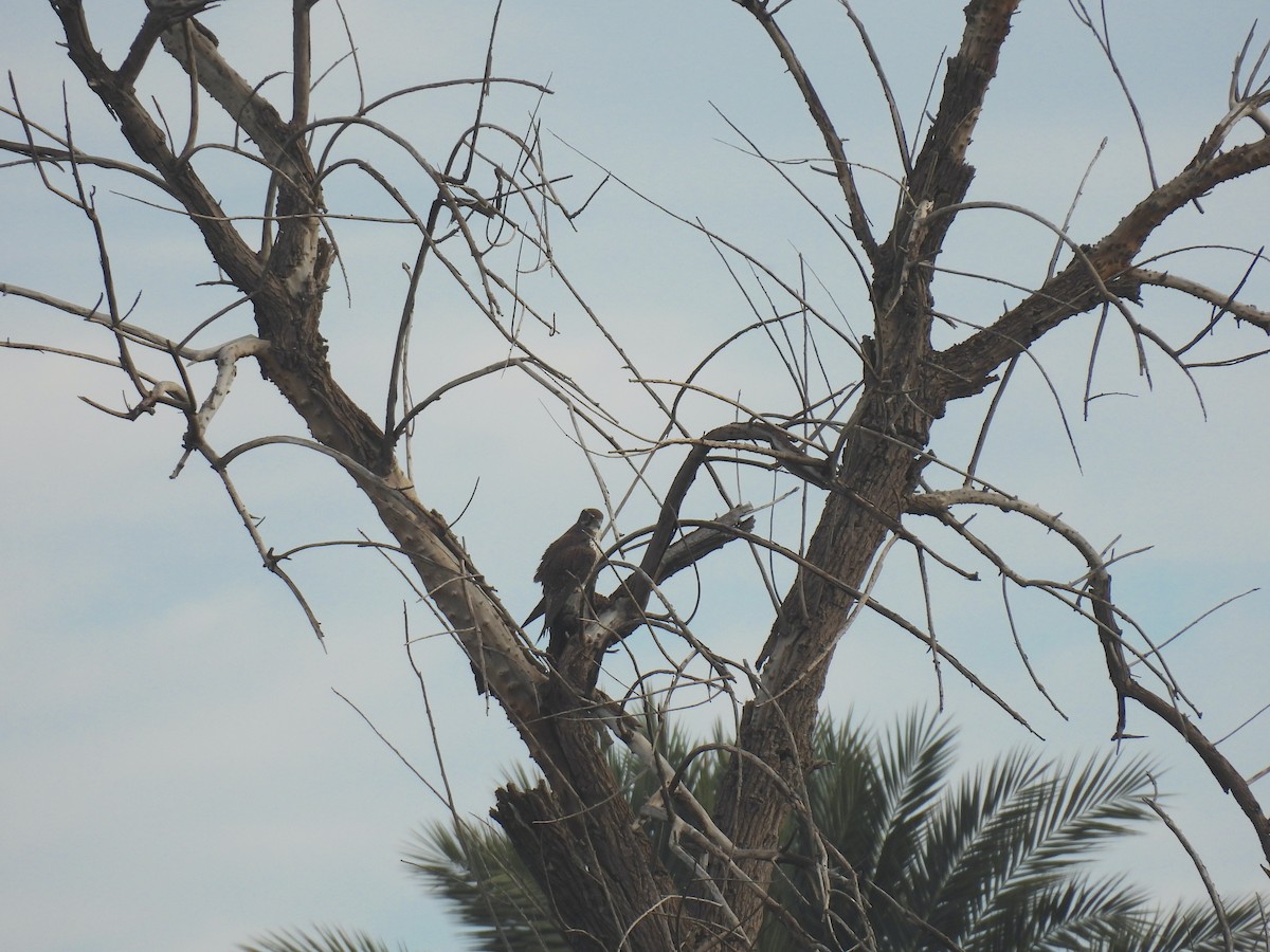 Prairie Falcon - ML646493916