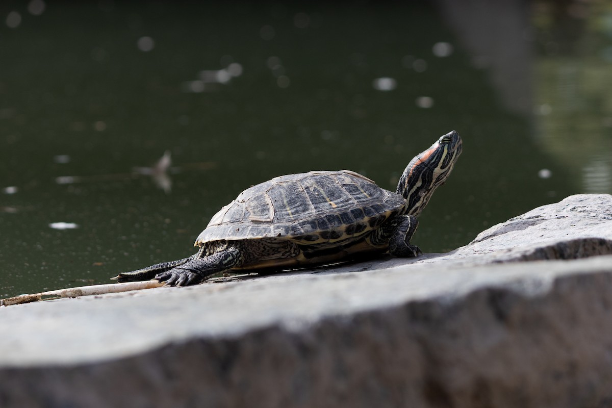 Animali - ML646493921