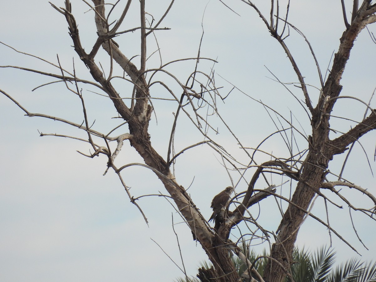 Prairie Falcon - ML646493926