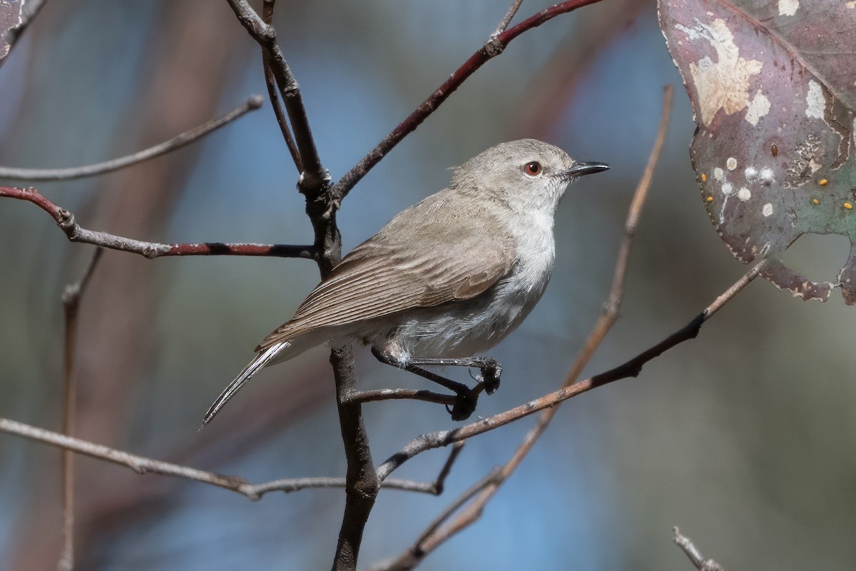 Western Gerygone - ML646493930
