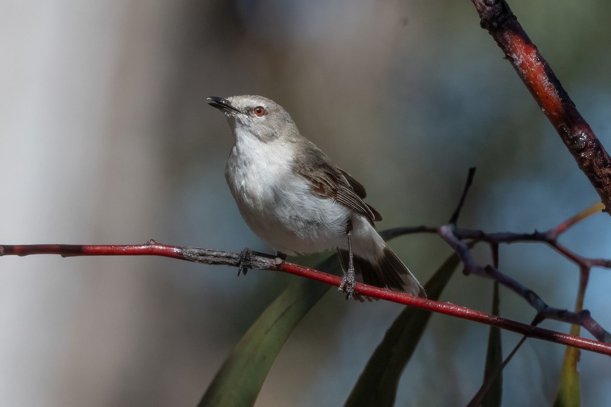 Western Gerygone - ML646493931
